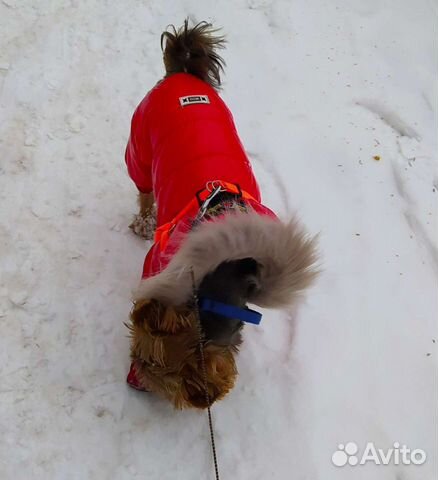 Комбинезон для собак