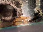 Шпорцевая лягушка и тритоны с аквариумом