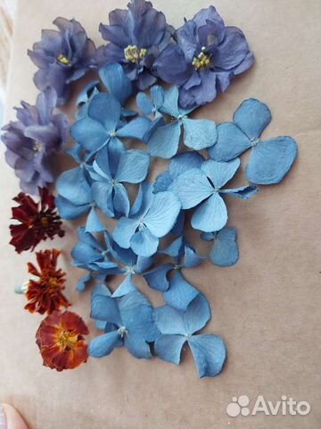 Сухоцветы для творчества