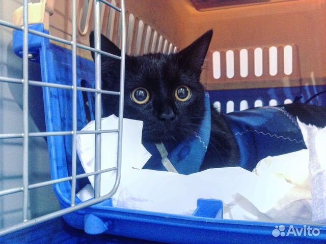 Стерилизация кошки с доставкой на дом