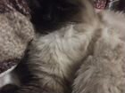 Невский маскарадный тайский кот