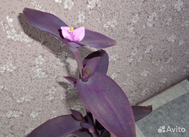 Традесканция Сеткреазия пурпурная