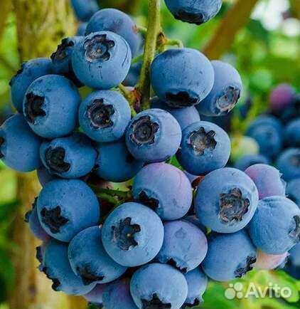 Саженцы голубики Река