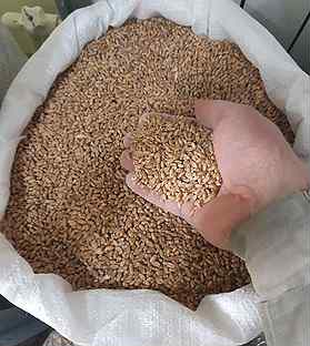 Зерно - пшеница, ячмень, кукуруза, овес, горох