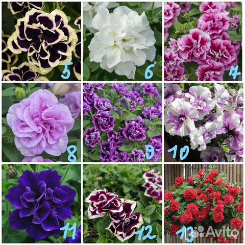 Петуния махровая