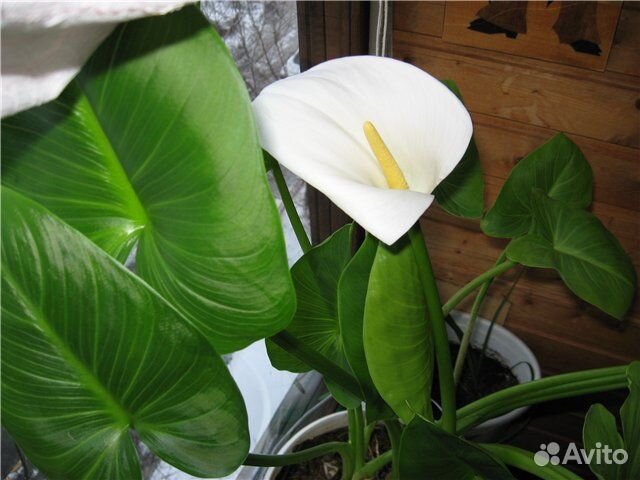 Белая Калла цветок домашний