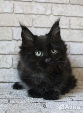 Котята мейн-кун черный