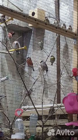 Певчие птицы