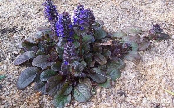 Живучка ползучая