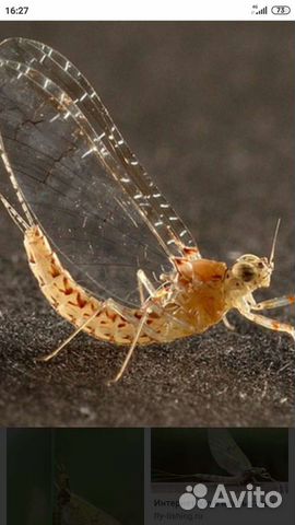 Мотыль паденка