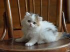 Красивые шотландские котята из питомника Meliri объявление продам