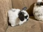 Декоративные кролики вислоухий баран объявление продам