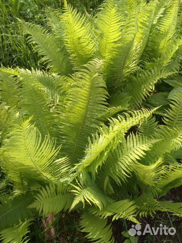 Папоротник садовый