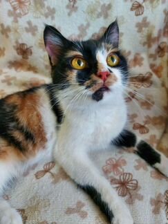 Трехцветная Кошечка в добрые руки