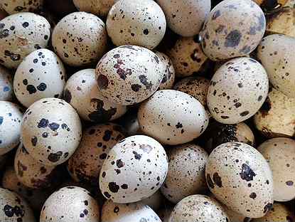 Яйца перепелиные инкубационное и пищевое