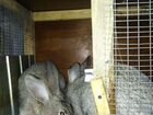 Кролики помесь фландр с серебром объявление продам