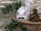 Продажа персидских котят объявление продам