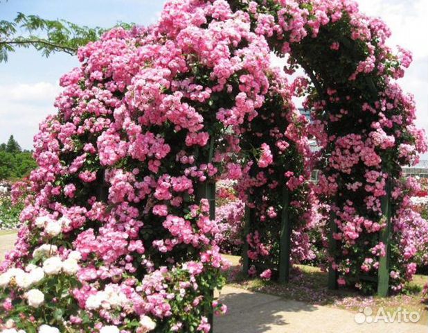 Глициния,кампсисы,кирказон, акебия-лианы для сада