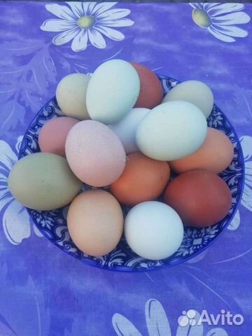 Домашние куриные яйца