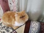 Персидская кошка бесплатно объявление продам
