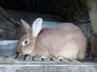 Кролики Новозеландские красные объявление продам