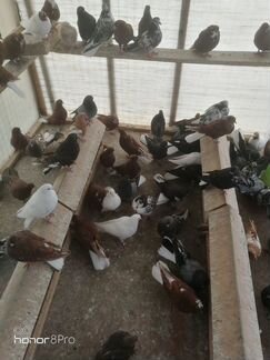 Николаевские голуби