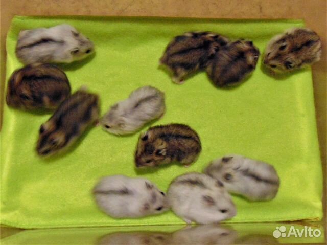 Джунгарские хомяки от заводчика, клетки, корм