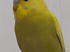 Волнистые попугайчики,возраст 1,5 месяца. Самцы объявление продам