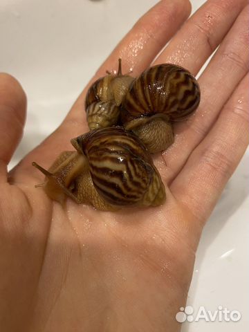 Малыши улиток ахатин