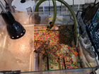 Красноухая черепаха 2 шт. с аквариумом и фильтром