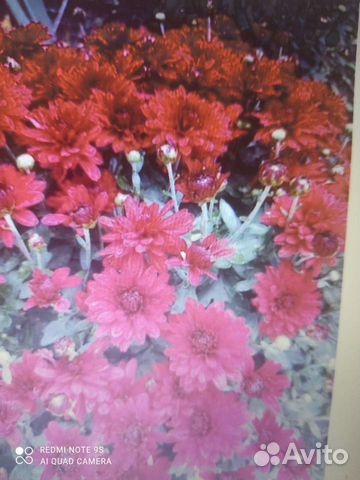 Хризантема мультифлора(шаровидная)