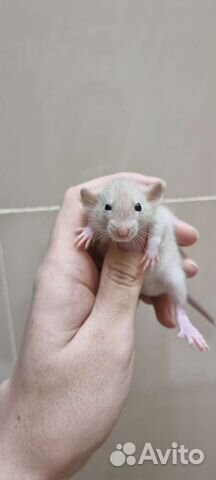 Крыса крысята крысята дамбо крысята сиамские