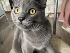 Вязка русский голубой кот