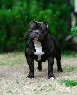 Американский булли покет