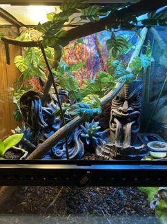 Террариум Exo Terra 45/45/45 под ключ для бананоед