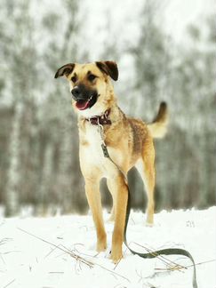 Собака Мегги в добрые руки