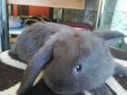 Продам кроликов Баран франц объявление продам