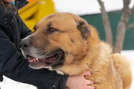 Алабай ищет хозяина