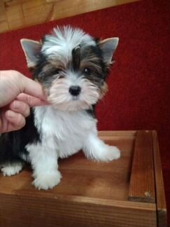 Мини красотки