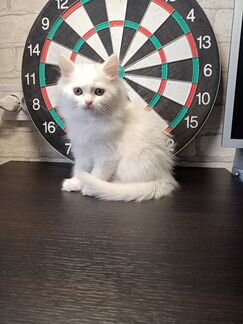 Белый пушистый котенок