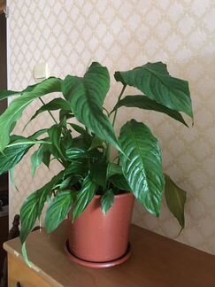 Спатифиллум (женское счастье)