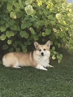 Вельш Корги Пемброк вязка