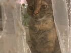 Ласковая кошка породы Девон-Рекс в добрые руки