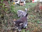 Сибирская кошка бесплатно котята ищют дом тепло и