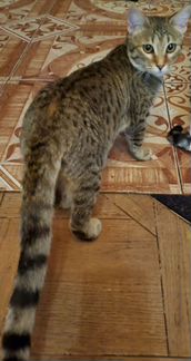 Девочка Саванна ф5