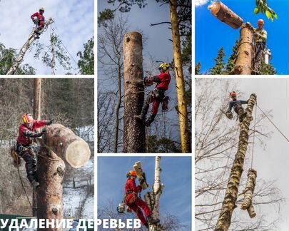 Спилить дерево. Удаление деревьев. Вырубка и спил