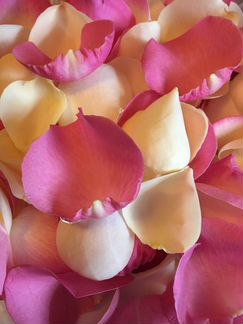 Лепестки роз