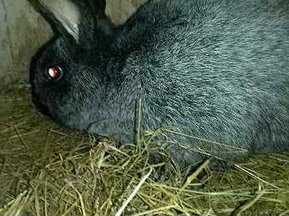 Животные рославля