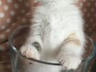 Трехцветный котенок Брошка объявление продам