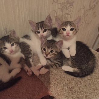Котята в добрые руки